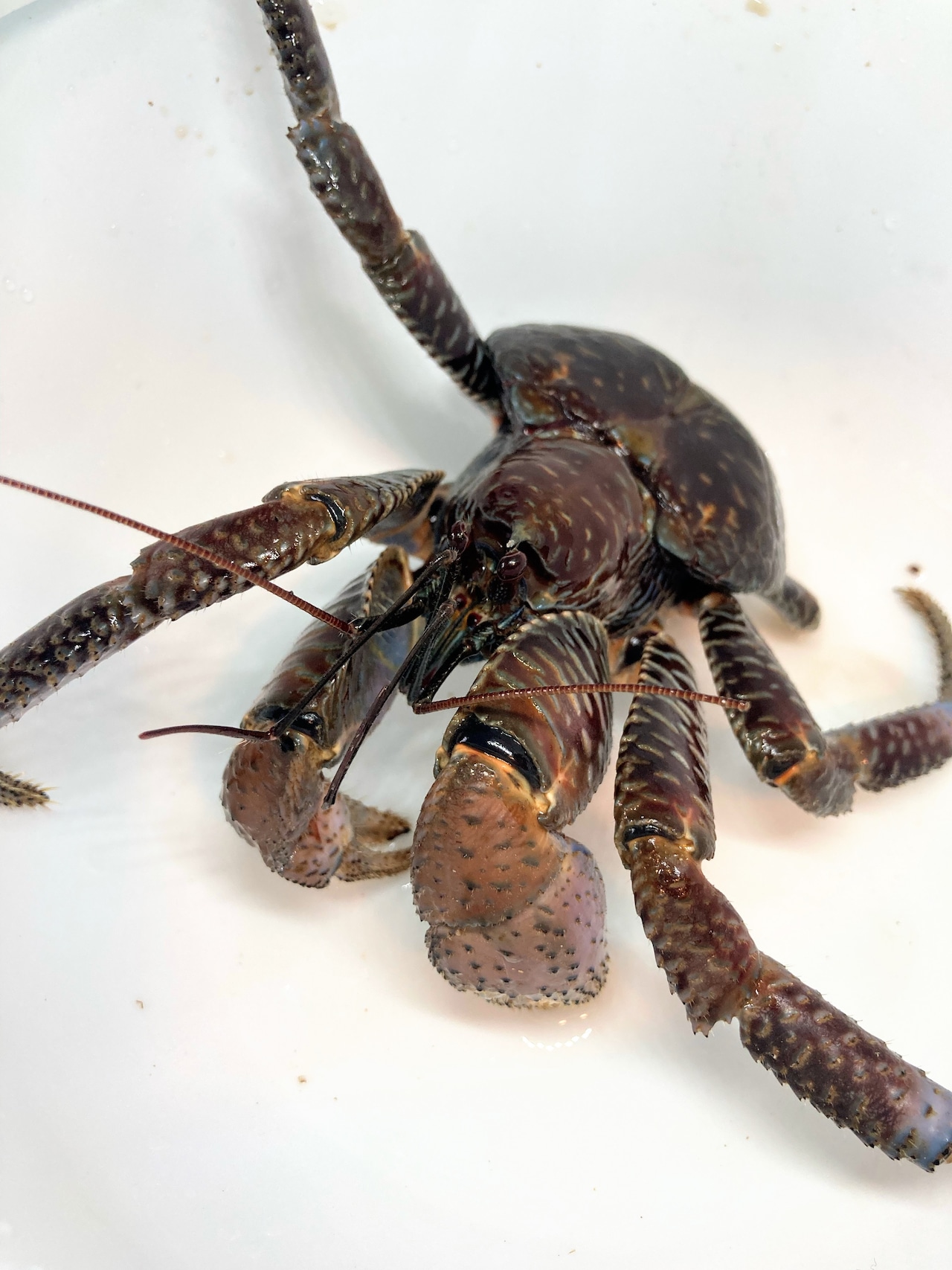 ベタ デニスヤンギ